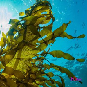 خواص جلبک دریایی سبز